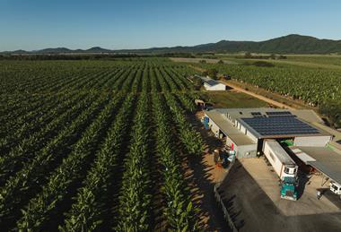 Banana Farm Hort innovation