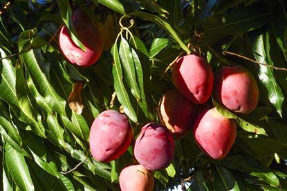 Brazil mangoes San Francisco Valley