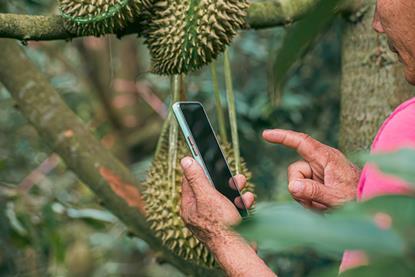 Durian orchard