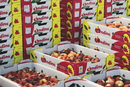 WA Farm Direct exports Ondine flat stonefruit