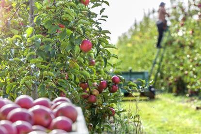 Pink Lady apples