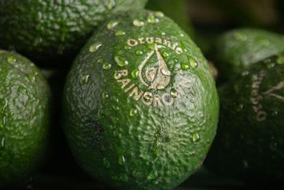 raingrown avocado eosta