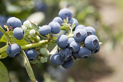 Morocco blueberries from left