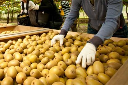 NZKGI New Zealand Kiwifruit orchard picking labour