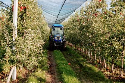 Commercial apple production in Poland under netting tractor