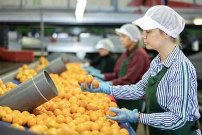 Inspecting and sorting soft citrus on packing line Adobe Stock