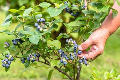 Blaubeeren