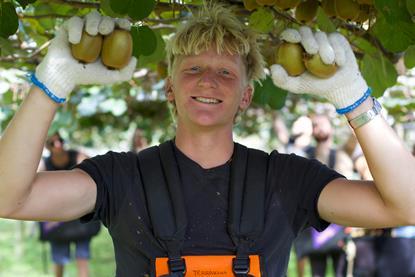 Seeka kiwifruit picker labour