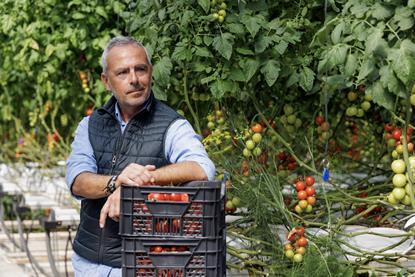 Rijk Zwaan ToBRFV general pic tomatoes