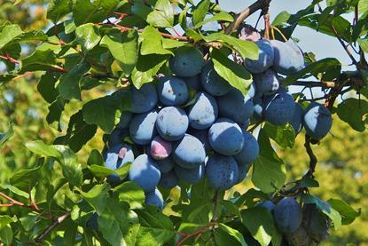 plums-3692738_1920
