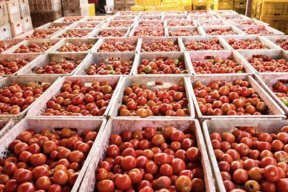 Generic crates of tomatoes in storage Adobe Stock