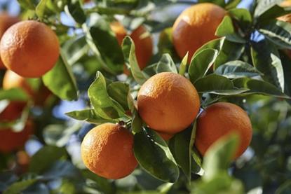 Albanian mandarins