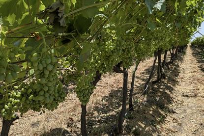 Eosta organic South African grapes