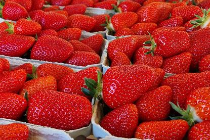 Erdbeeren Hoogstraten