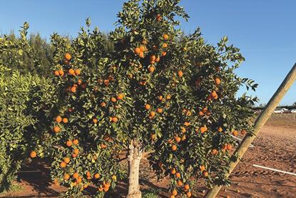 The Citrus plant protection guide 2025/26 provides up-to-date information for growers