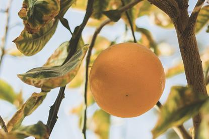 Egyptian citrus