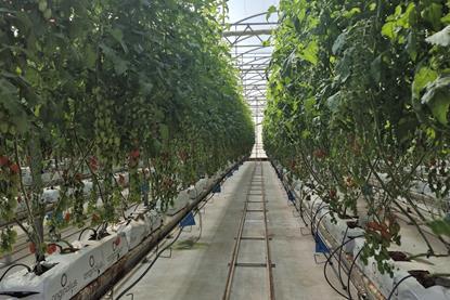 Tomato test farm in Almeria Rijk Zwaan