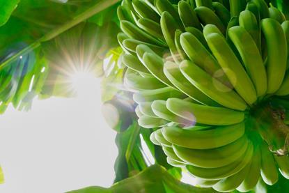 One Banana bananas