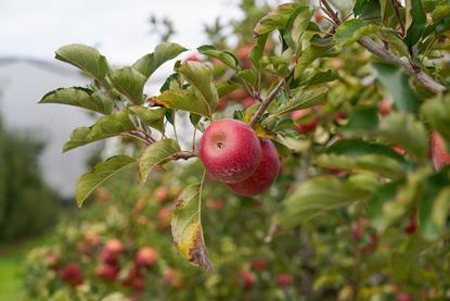 Adobe Stock Pink Lady Apples in Orchard Stanthorpe Queensland Australia production