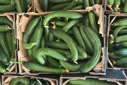 Curvy cucs Oddbox heat stress