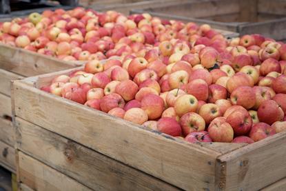 Polish apples in crates Adobe Stock