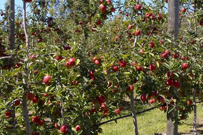 Foto: BayWa Global Produce