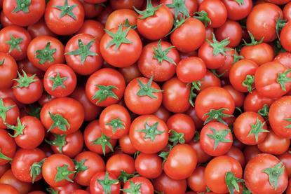 Generic tomatoes top down view Adobe Stock