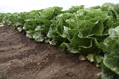 Syngenta Vegetable Seeds lettuce Salinas