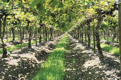 Chilean kiwifruit