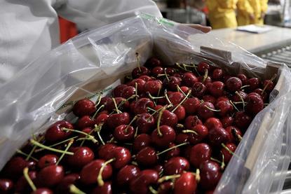 Chilean cherries