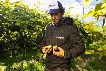 Jingold yellow kiwifruit production