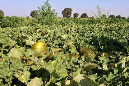 melon la mancha