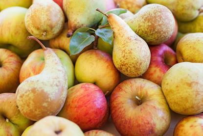Äpfel und Birnen