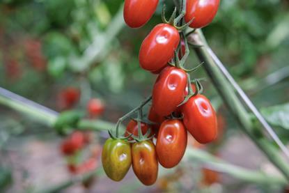 Rijk Zwaan Laurencetto RZ tomatoes