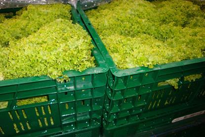 Deutschland_Salat_Pfalz_2009 (5)