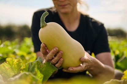 Barfoots_Butternut_8