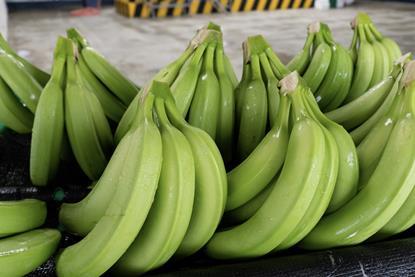 Ecuador bananas Adobe Stock