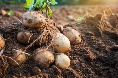 Kartoffeln auf dem Feld