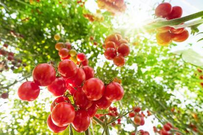 Tomaten Gewächshaus-singkham_AdobeStock