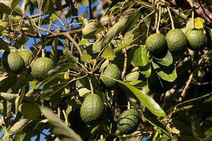 Weestfalia sount africa