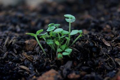 Soil