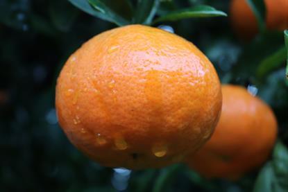 Plus Berries Spain mandarins