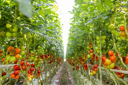 Growers United