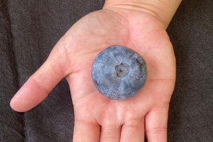Heaviest Blueberry on Hand Photo copy