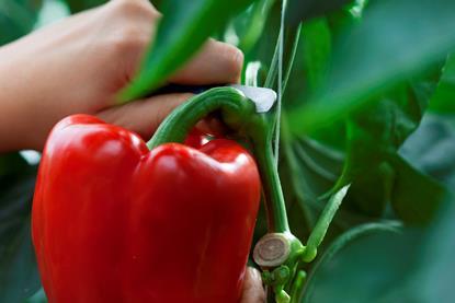 Tangmere specialises in pepper production