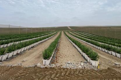 Vanguard blueberry farm