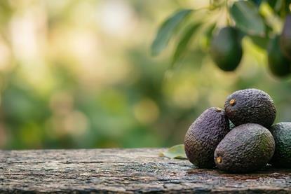 Hass avocado pile Adobe Stock