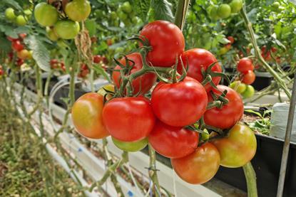 tomaten rot und gelb