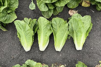 Renegade romaine lettuce Syngenta 2026