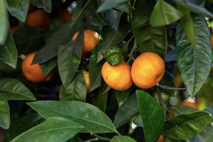 South Africa mandarins Adobe Stock